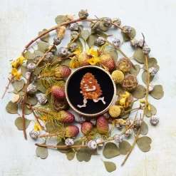 Erstwilder Banksia Man Brooch^ Brooches